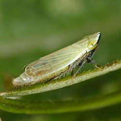 Arthaldeus striifrons